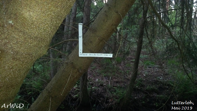 Die Wunderbäume von Lutterloh (2)