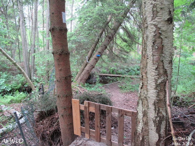 Die Wunderbäume von Lutterloh (3)