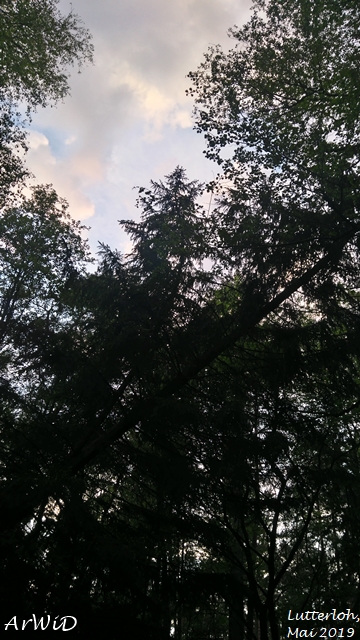 Die Wunderbäume von Lutterloh (4)