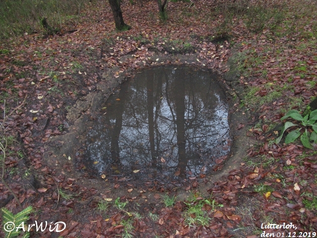 Bleichteiche von Lutterloh (1)