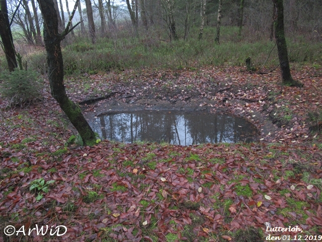 Bleichteiche von Lutterloh (2)