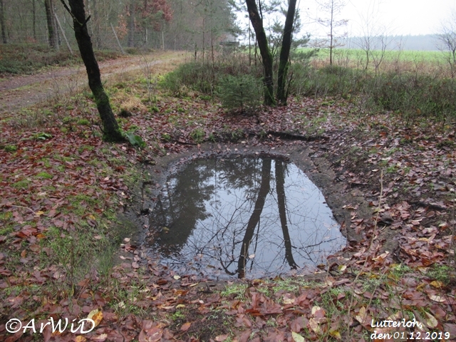 Bleichteiche vonLutterloh (3)