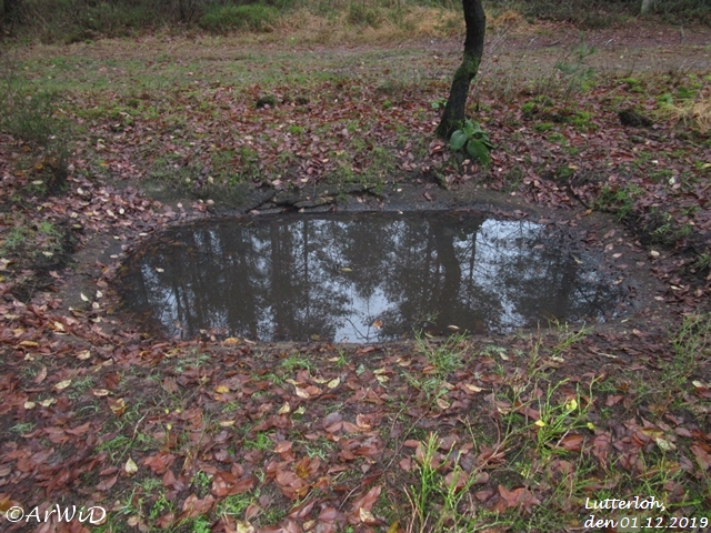 Bleichteiche von Lutterloh (4)