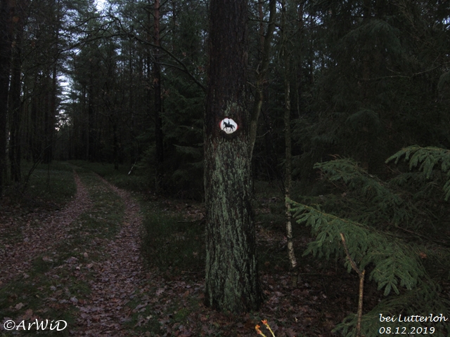 Eingewachsenes Schild Lutterloh (1)