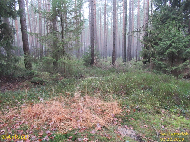 Standort Schützhütte 2019