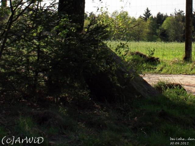 ©Umgefahrener Wegweiser Lohe (1)