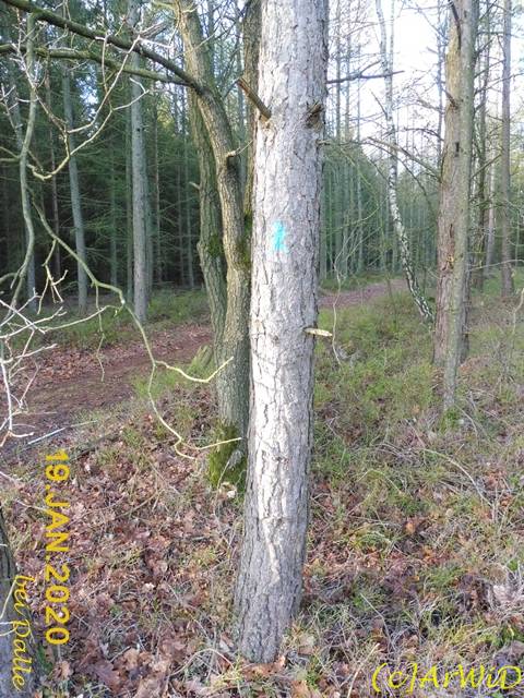 ©Blaues Mänchen 1 (2)