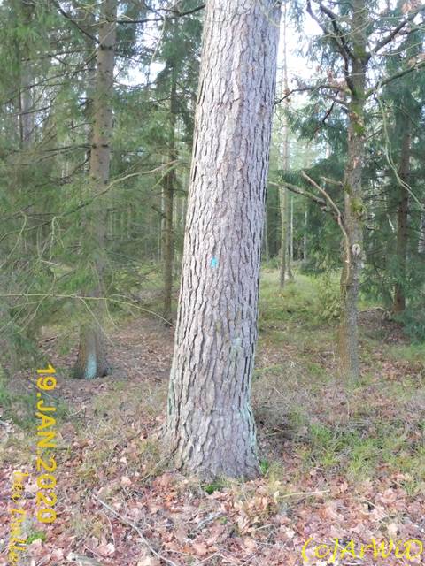 ©Blaues Männchen 2 (1)