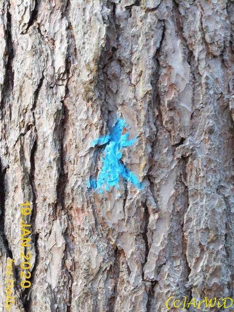 ©Blaues Männchen 2 (2)