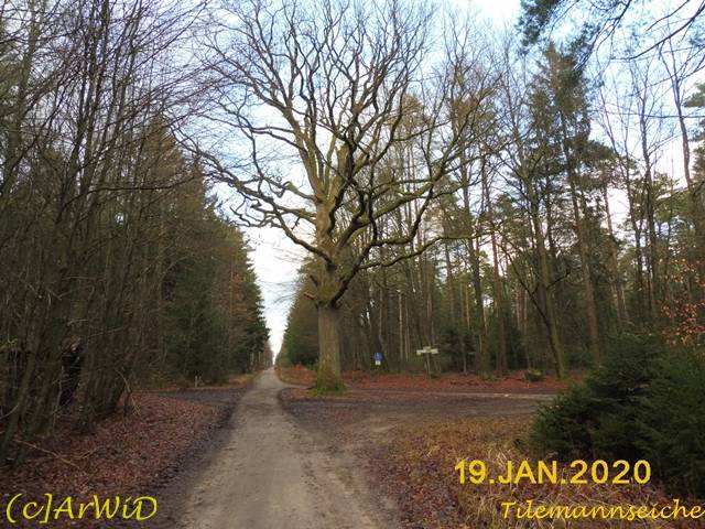 ©Tilemannseiche (1)