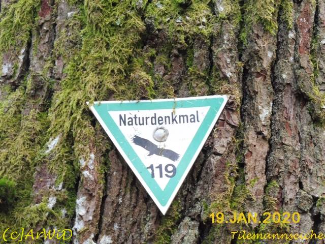 ©Tilemannseiche (2)