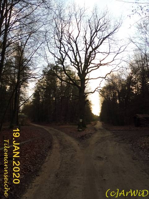 ©Tilemannseiche (3)