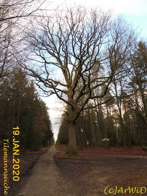 ©Tilemannseiche (4)