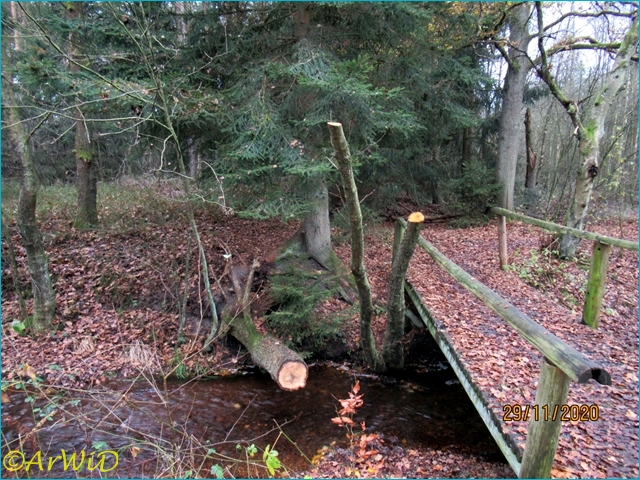 ©Bäume am Bach (4)