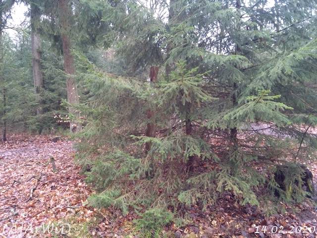 ©Zugewachsener Wegweiser (2)