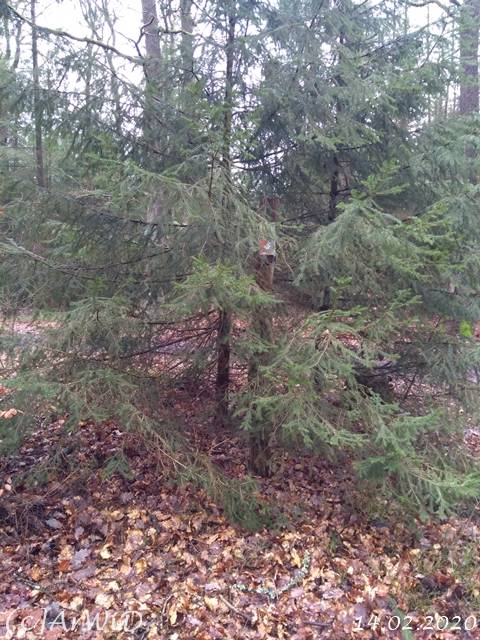 ©Zugewachsener Wegweiser (3)