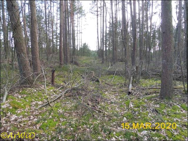 ©Schranke im Wald (1)